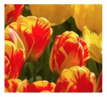 Telewizor Metz 55MOD9500Z OLED 120Hz